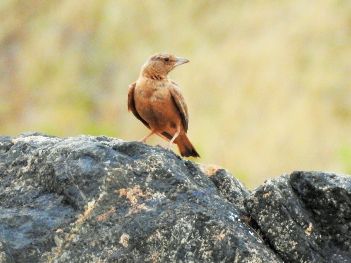 Rufous-tailed Lark - Arulvelan Thillainayagam