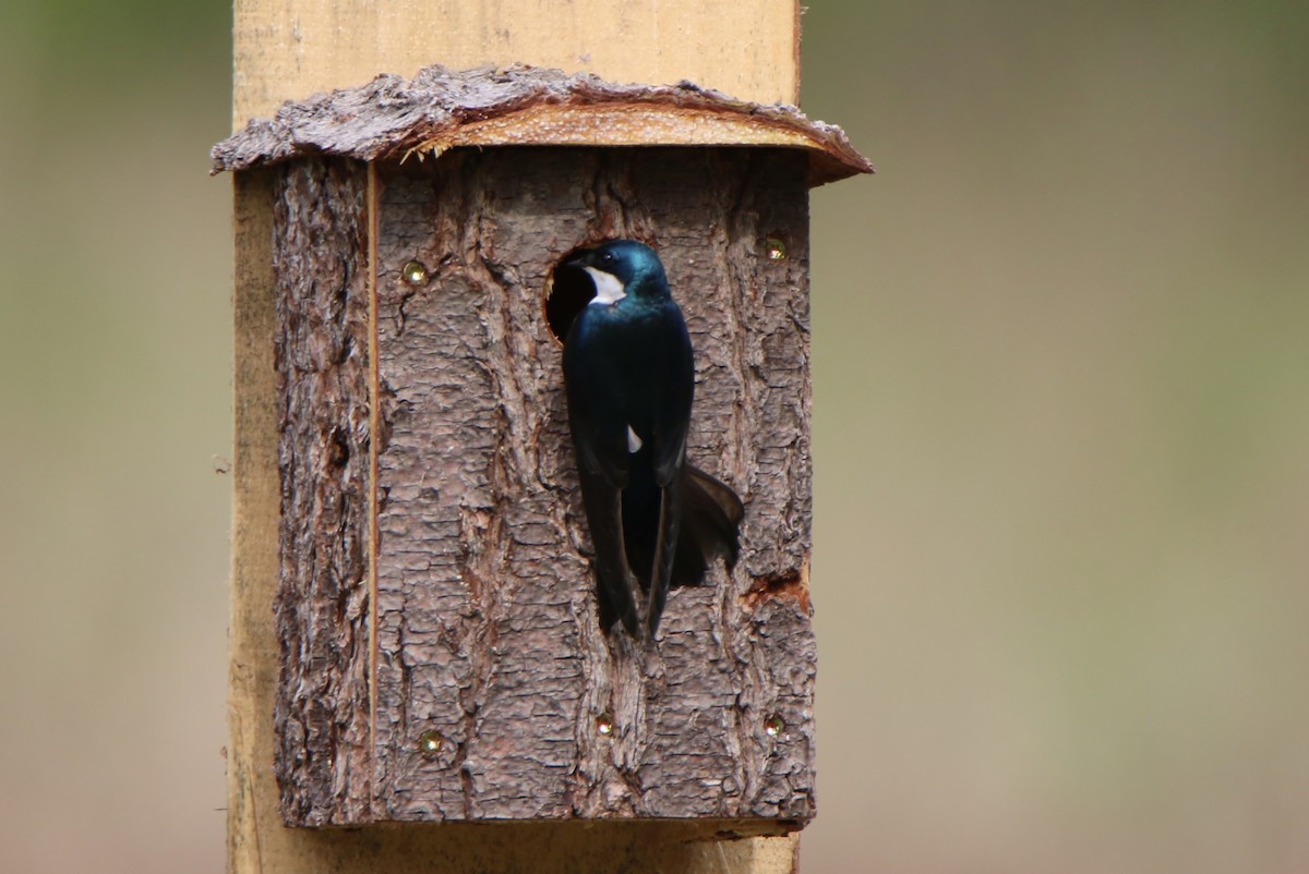 Tree Swallow - ML329658001