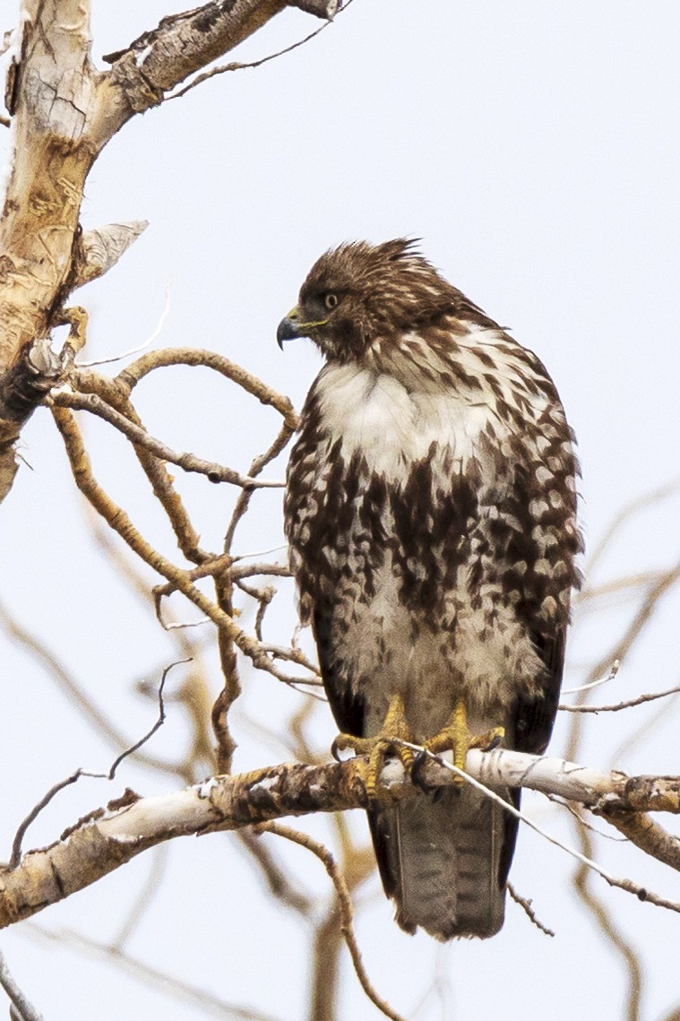 Red-tailed Hawk - ML329659731