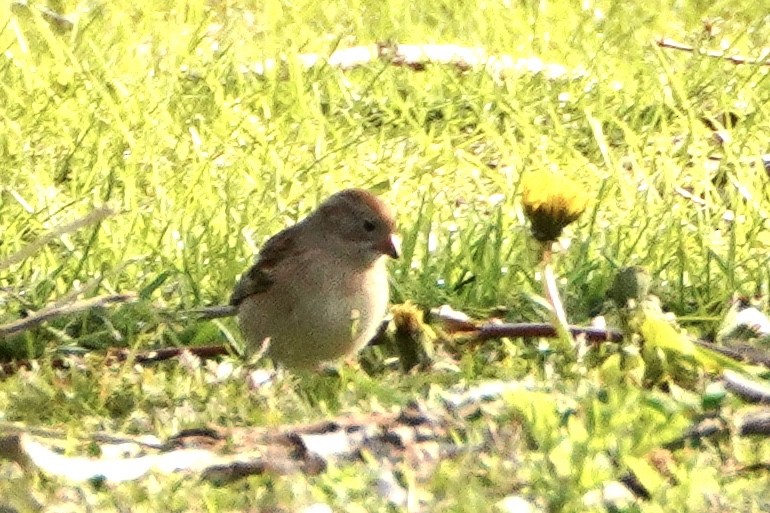 Field Sparrow - ML329659951