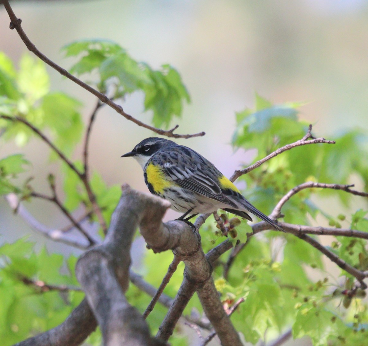 Yellow-rumped Warbler - Kris Montalbano