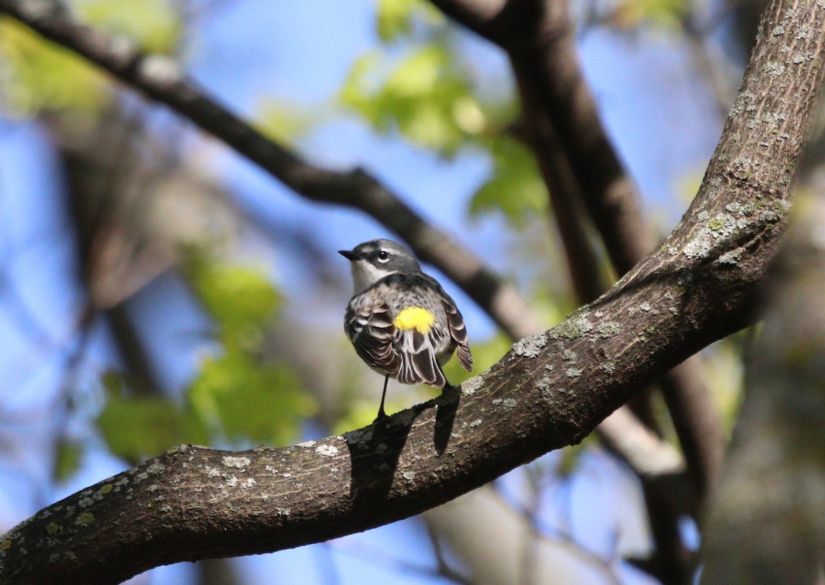 Yellow-rumped Warbler - ML329660131