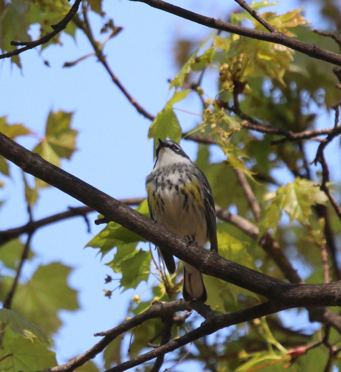 Yellow-rumped Warbler - Kris Montalbano