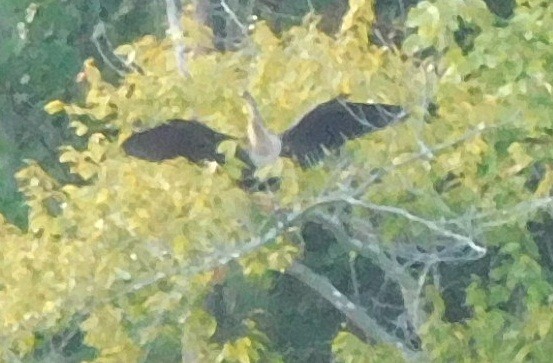 Anhinga - ML32966131