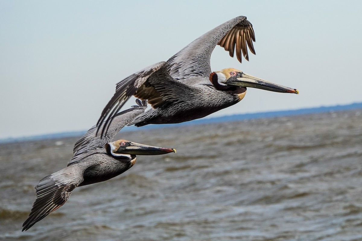 Brown Pelican - Gretchen Locy