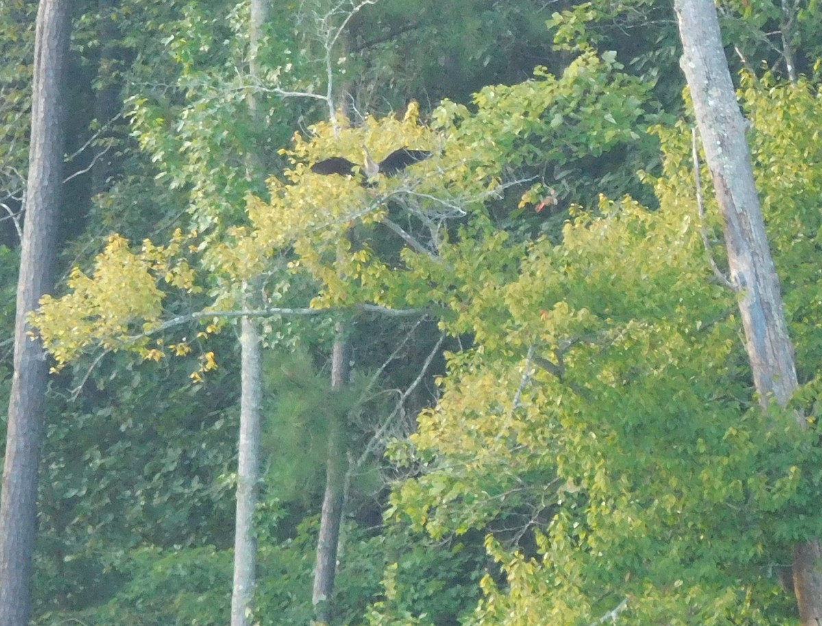 Anhinga - ML32966141