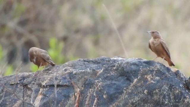 Rufous-tailed Lark - ML329661651