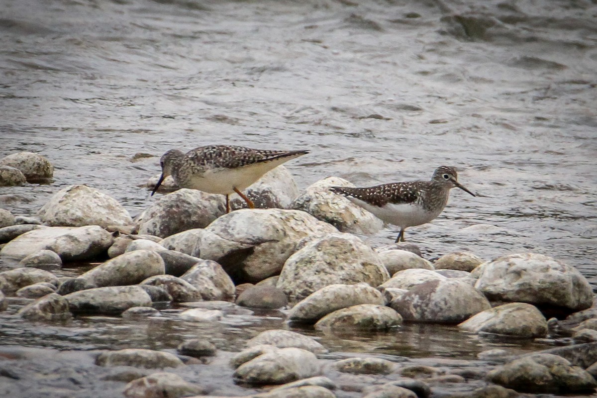 Lesser Yellowlegs - ML329664581