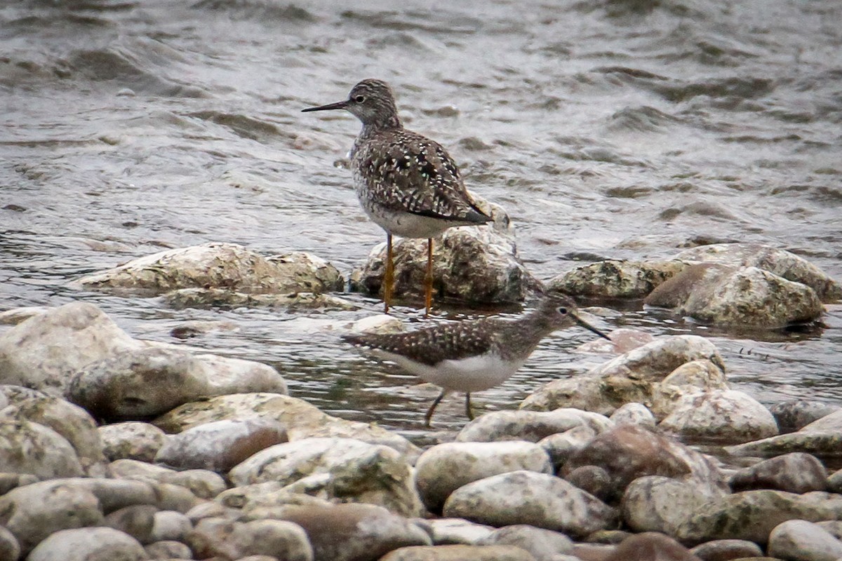 Lesser Yellowlegs - ML329664691