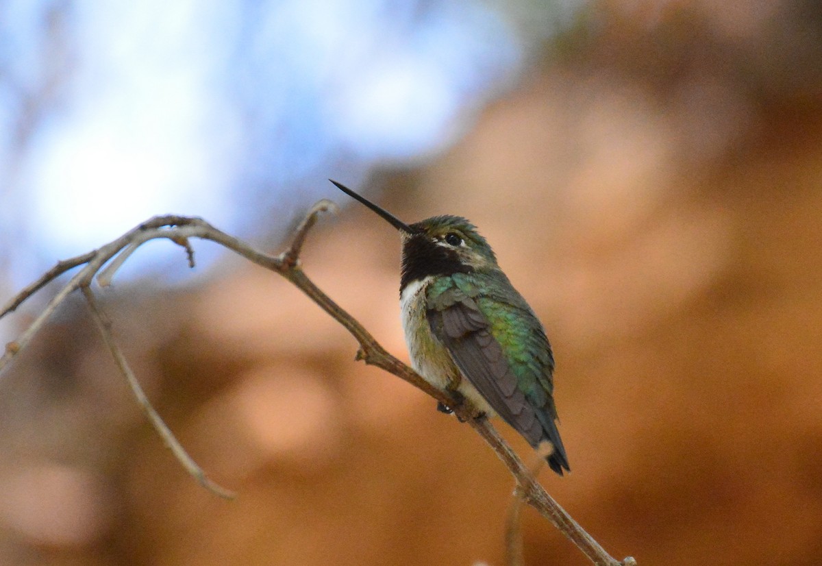 Broad-tailed Hummingbird - Trish Gussler