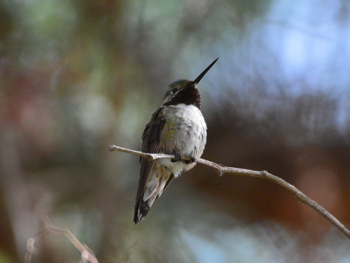 Broad-tailed Hummingbird - Trish Gussler