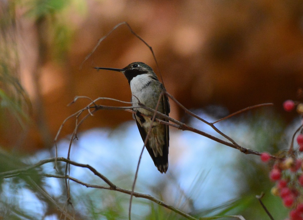 Broad-tailed Hummingbird - Trish Gussler