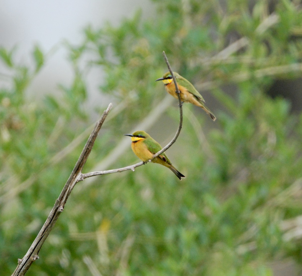 Little Bee-eater - ML329668451