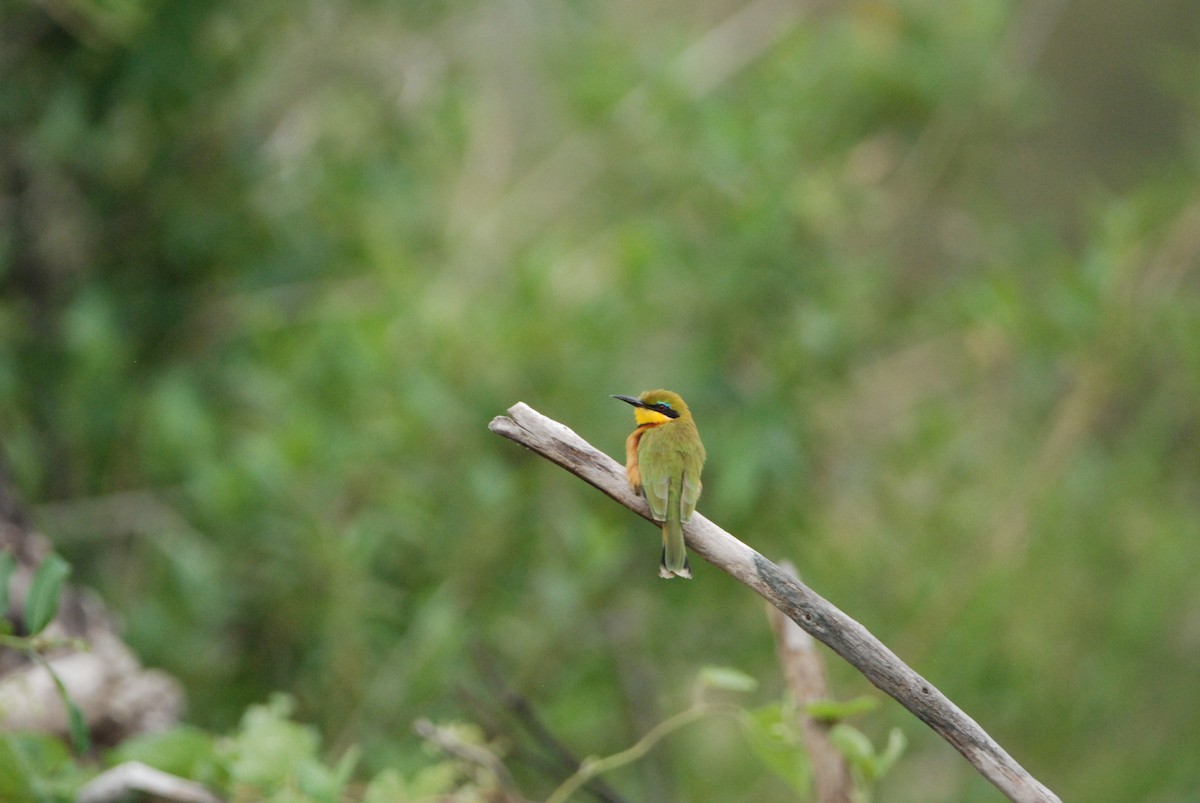Little Bee-eater - ML329668951