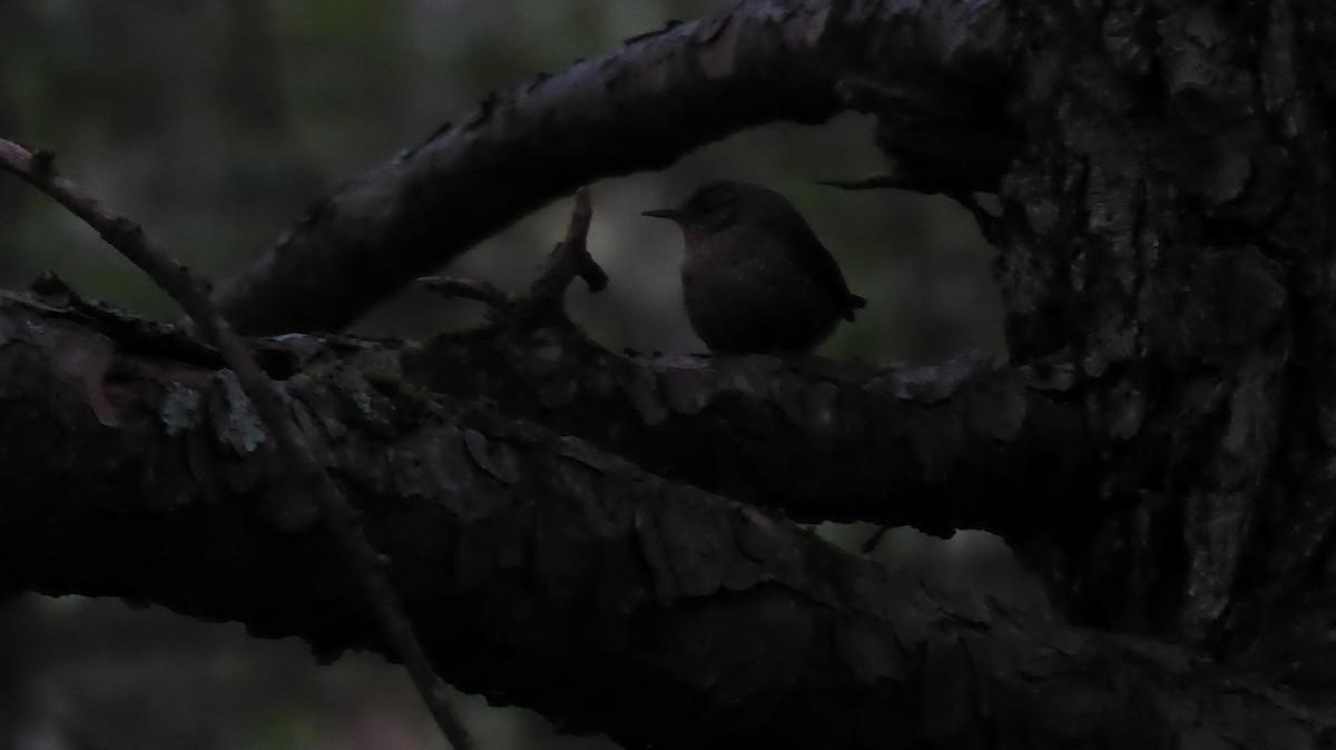 Winter Wren - ML329670391