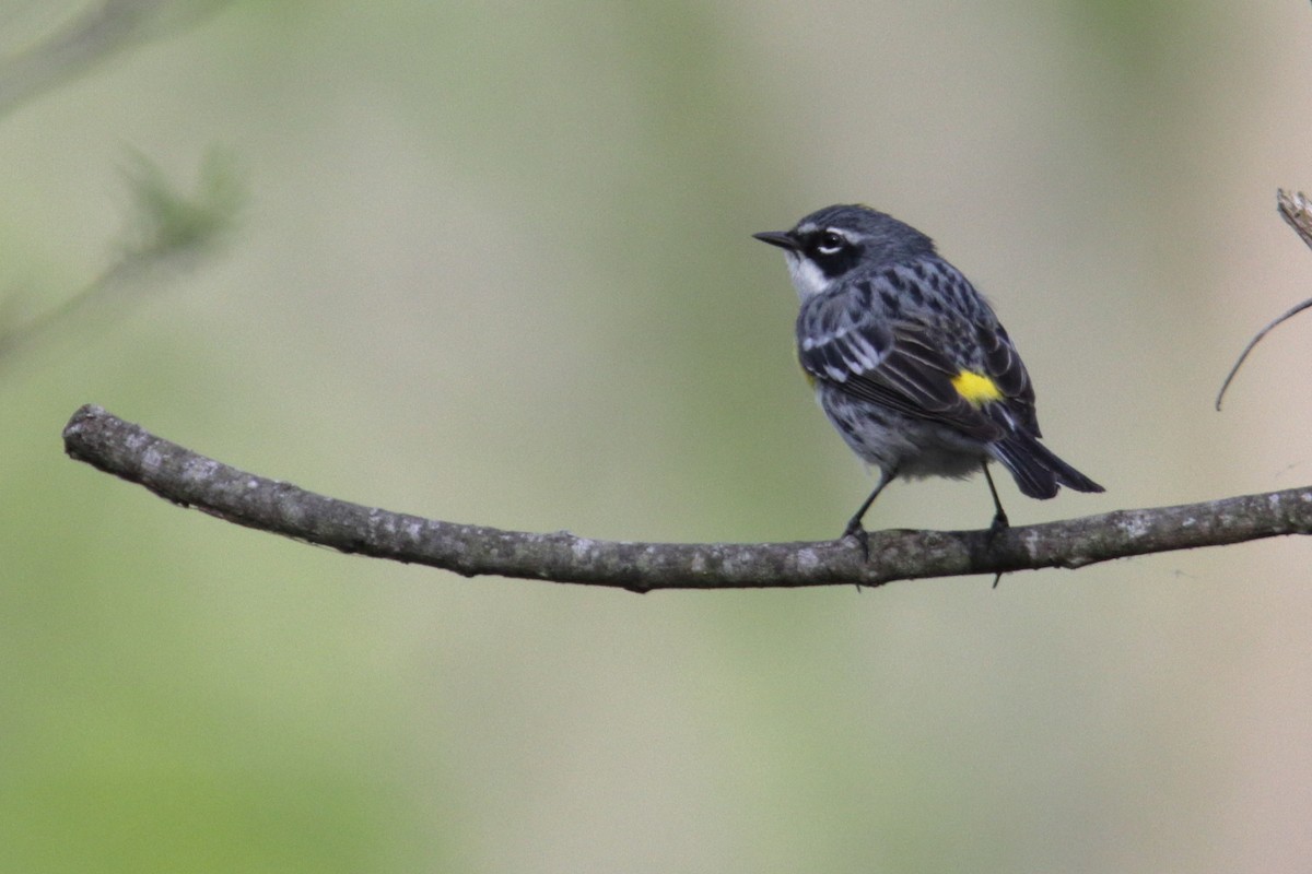 lesňáček žlutoskvrnný (ssp. coronata) - ML329672691