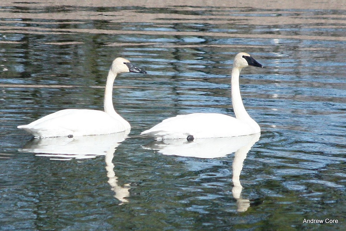 Trumpeter Swan - Andrew Core