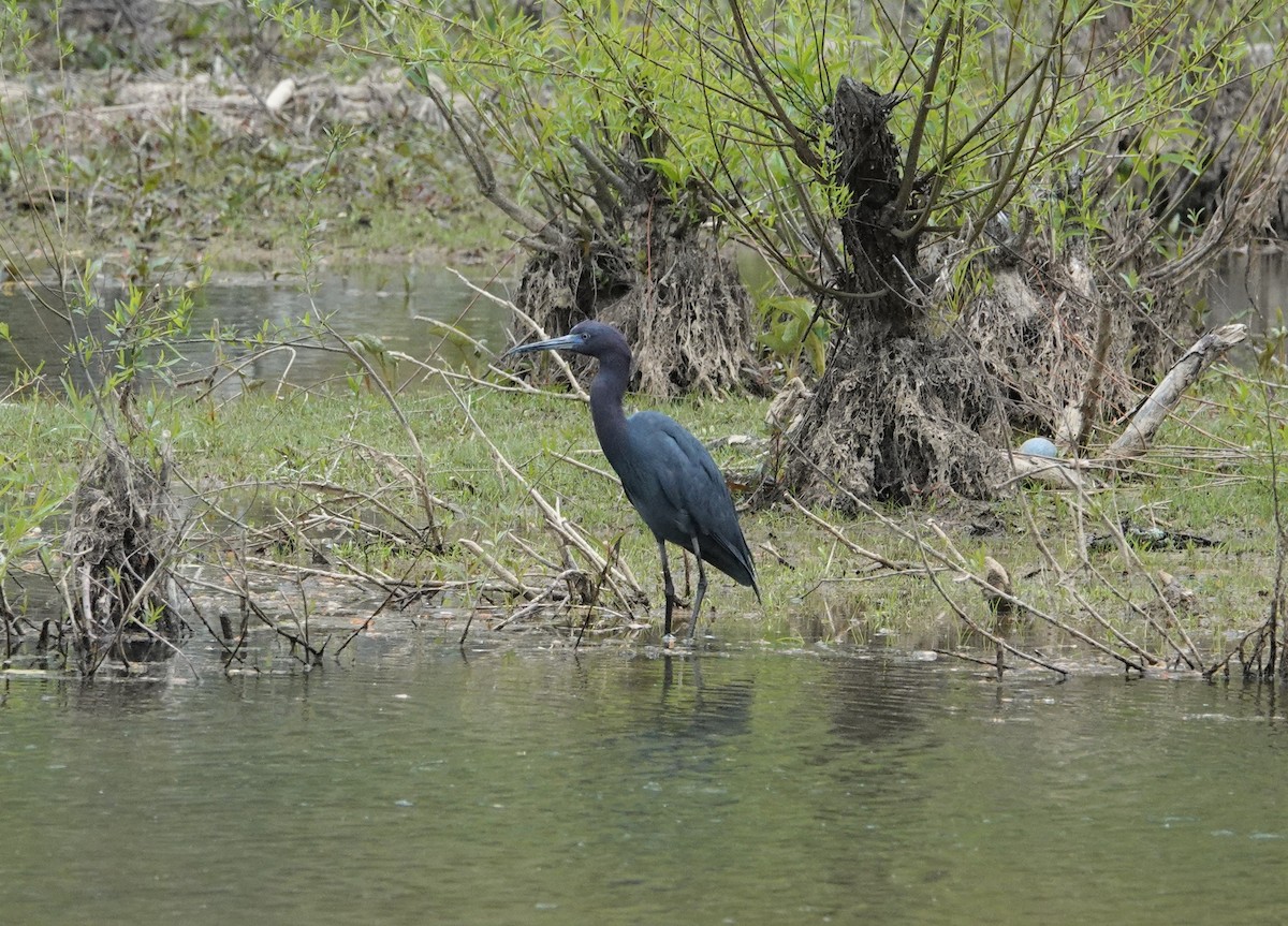 Little Blue Heron - ML329673431