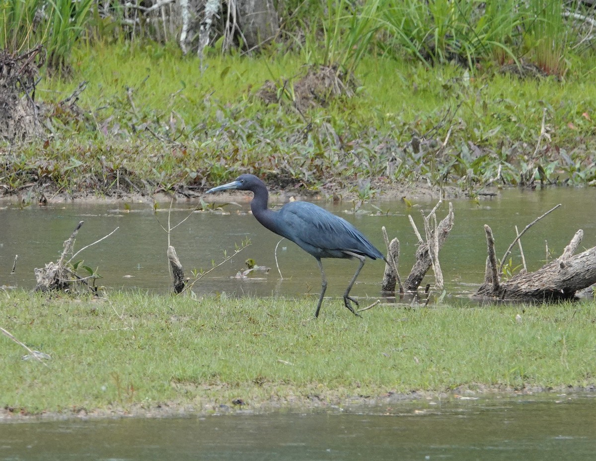 Little Blue Heron - Mark Goodwin