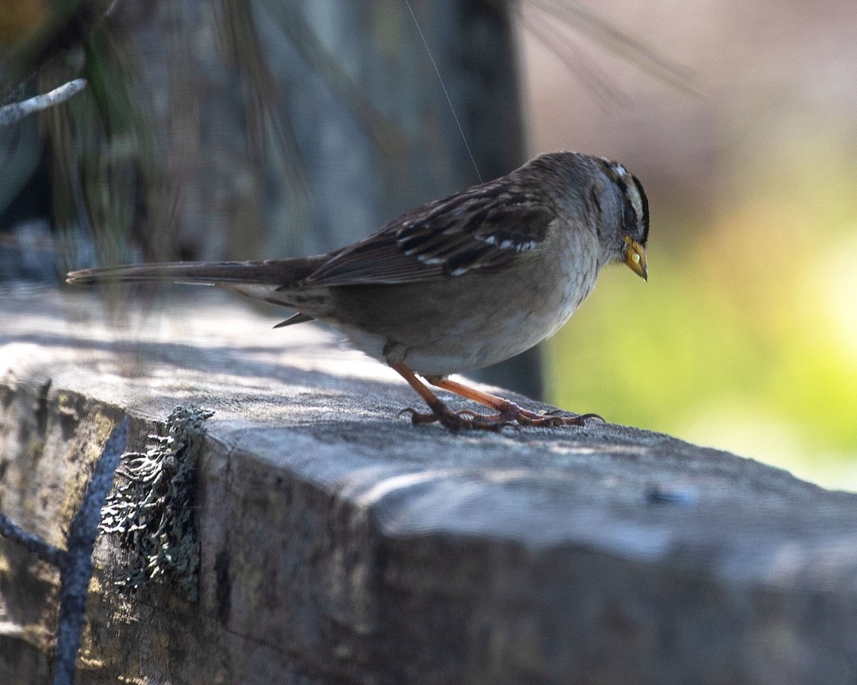 White-crowned Sparrow - ML329674861