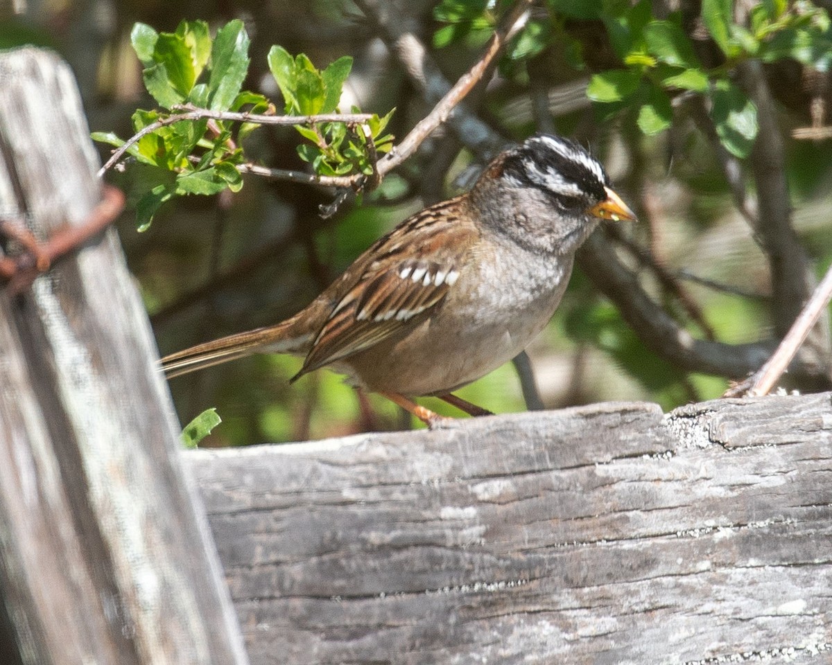 White-crowned Sparrow - ML329674871