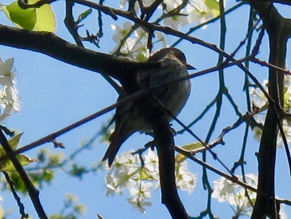 Pine Siskin - ML329678111