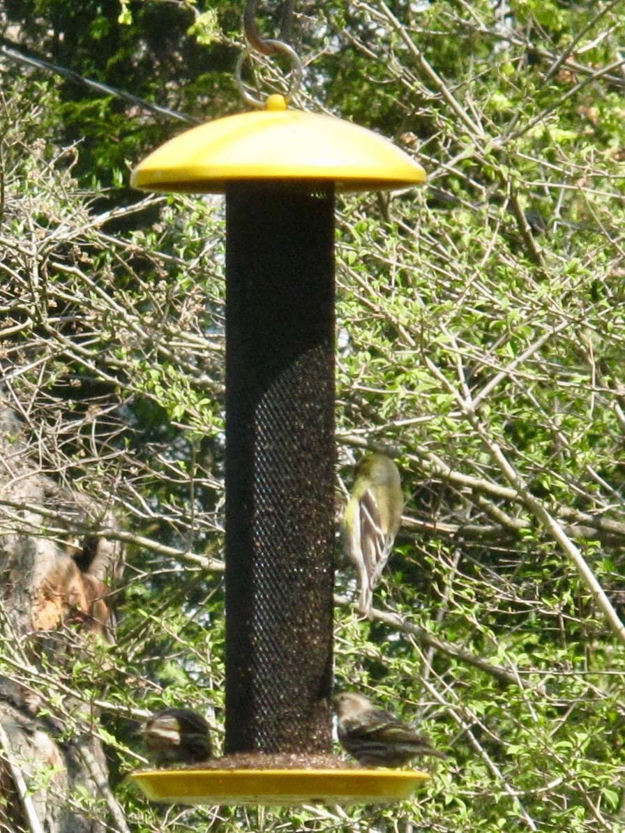 Pine Siskin - ML329678141