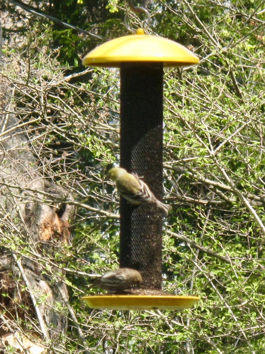 Pine Siskin - ML329678151