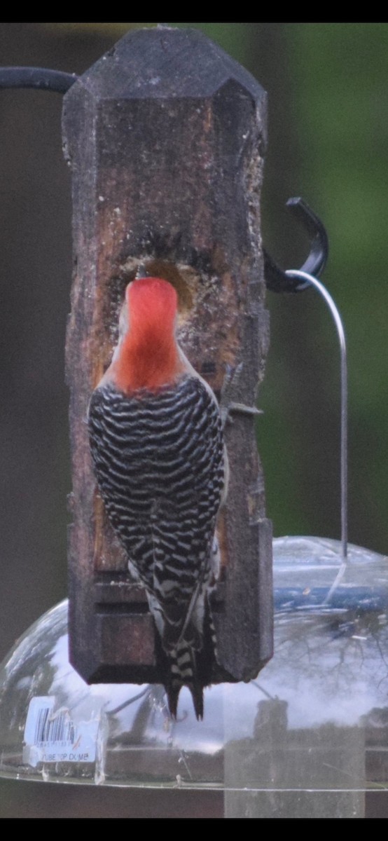 Red-bellied Woodpecker - Linda Stewart