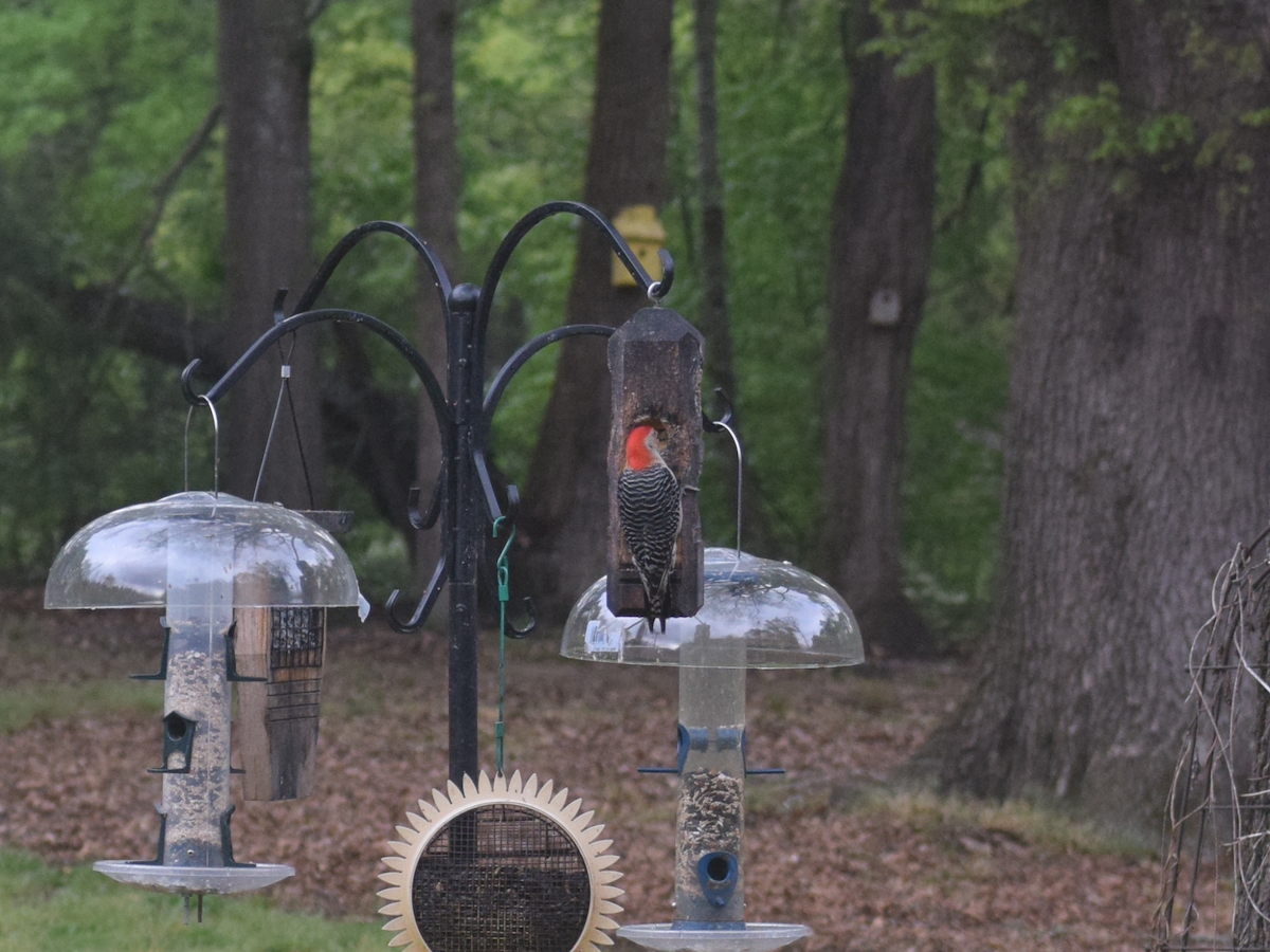 Red-bellied Woodpecker - Linda Stewart