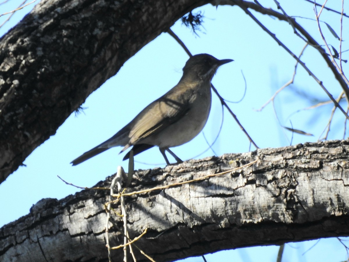 Creamy-bellied Thrush - Fernando Muñoz