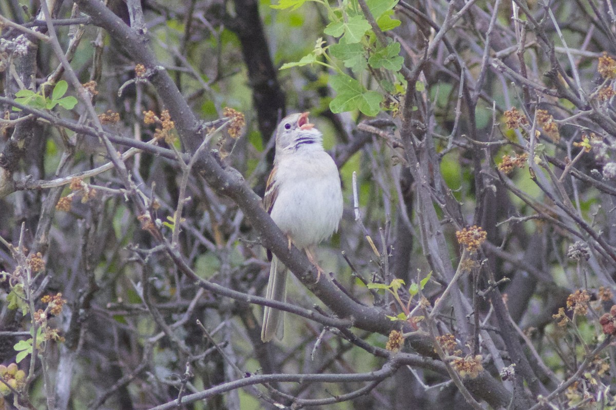 Field Sparrow - ML32967911