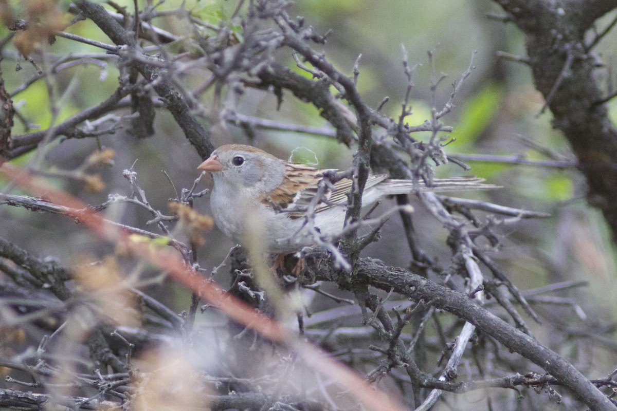 Field Sparrow - ML32967921