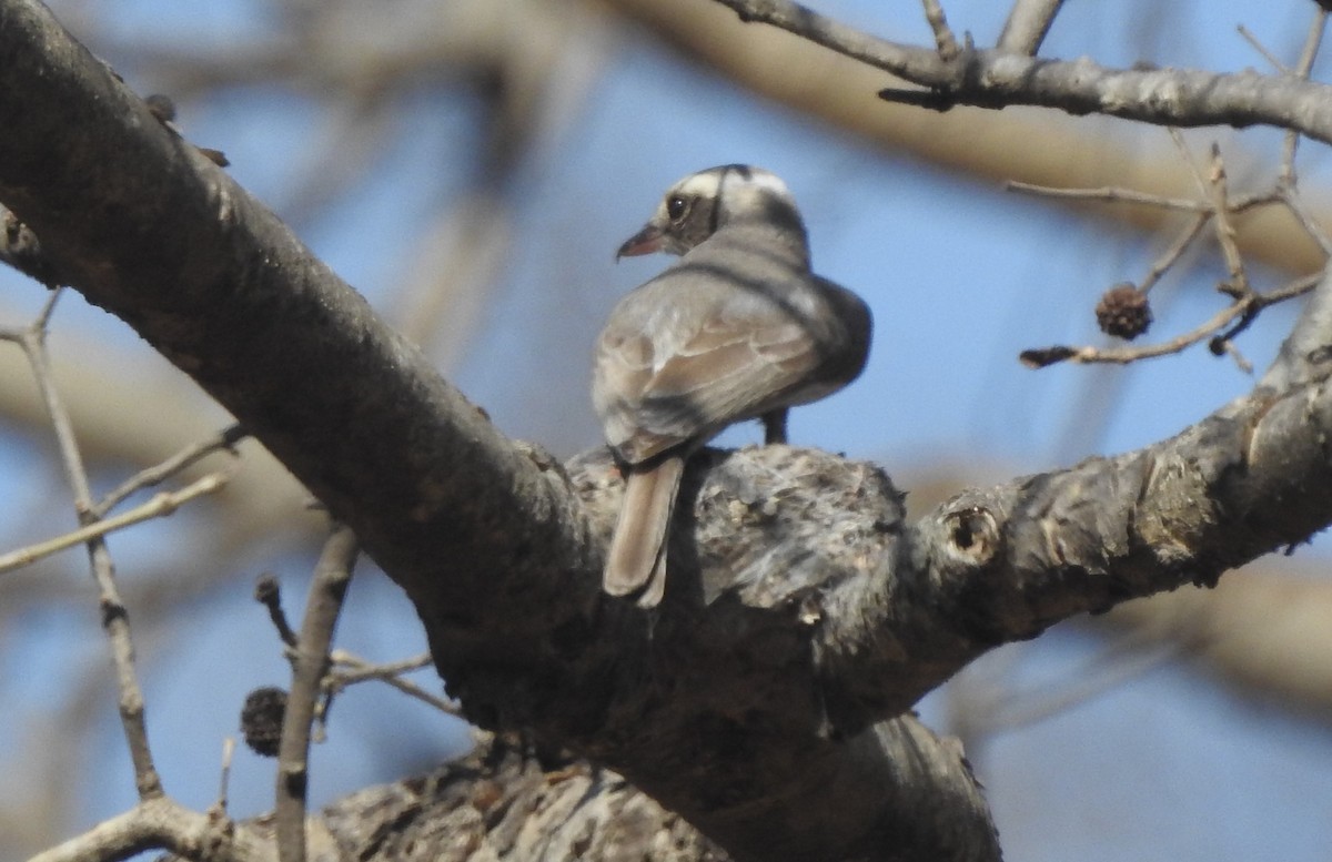Common Woodshrike - ML329679691