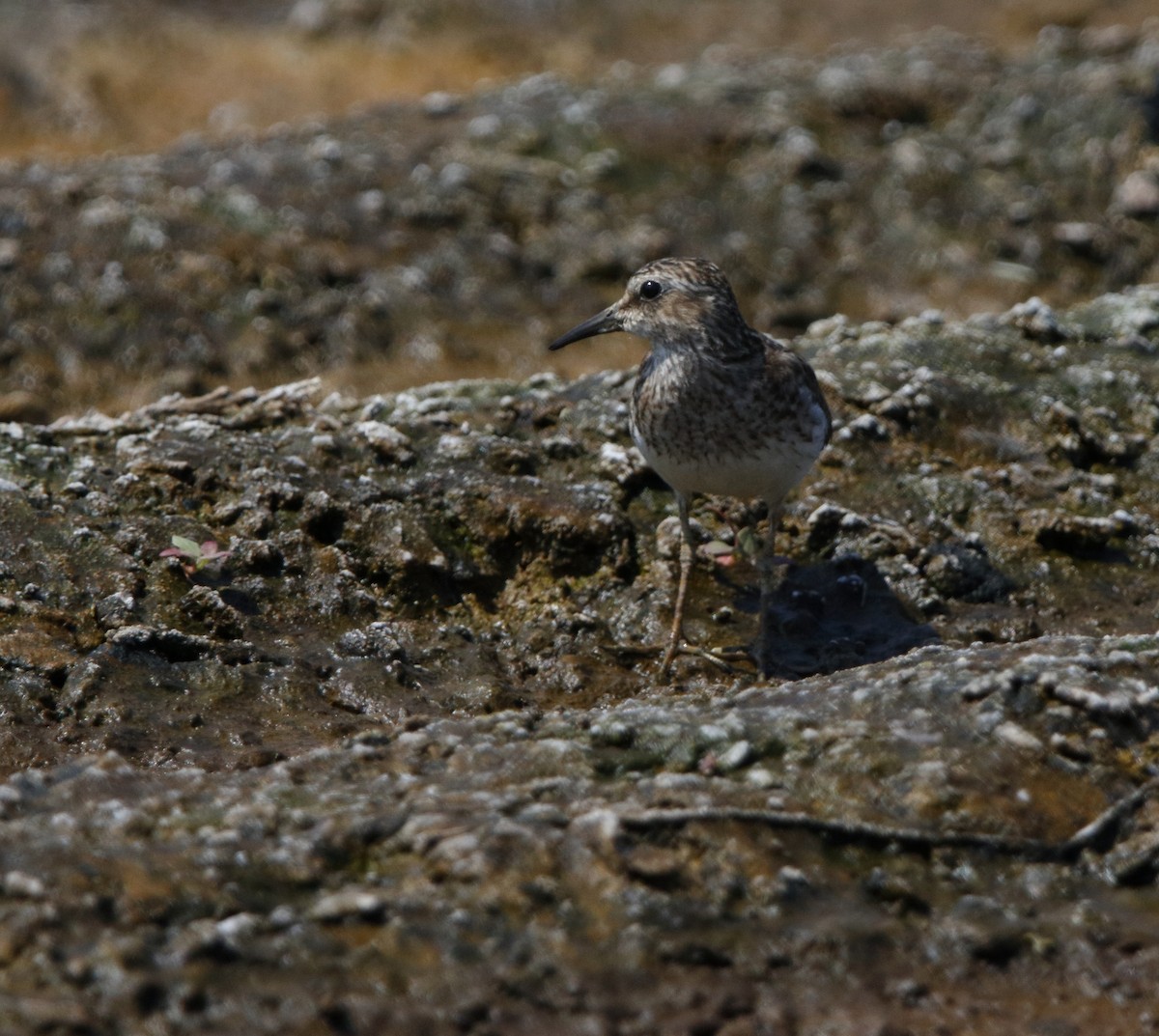 Least Sandpiper - ML32968031