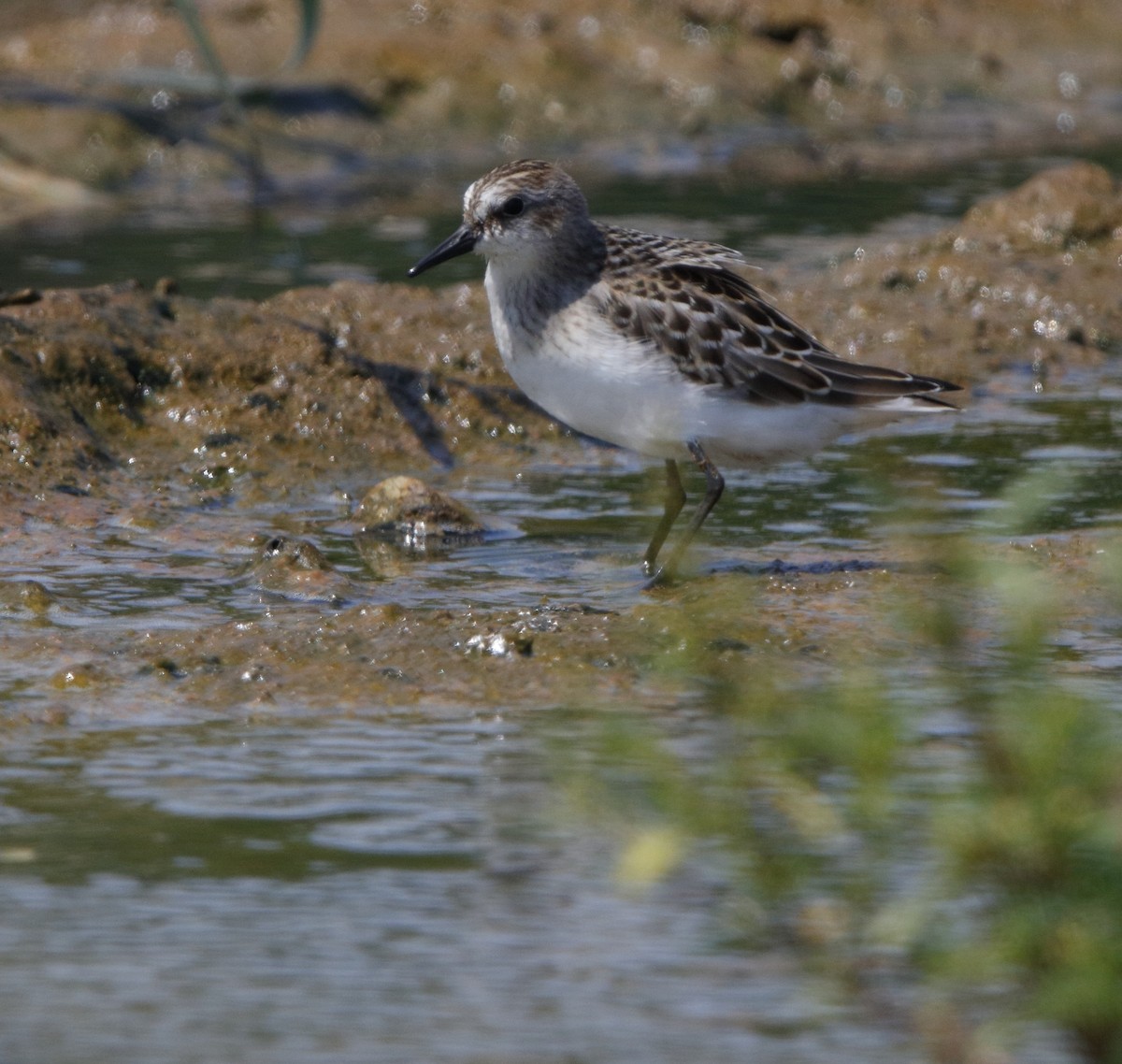 Semipalmated Sandpiper - ML32968251