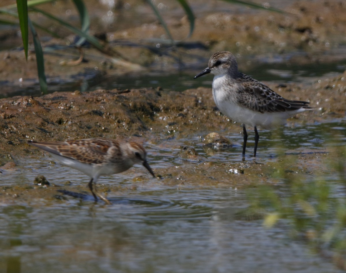 Semipalmated Sandpiper - ML32968321