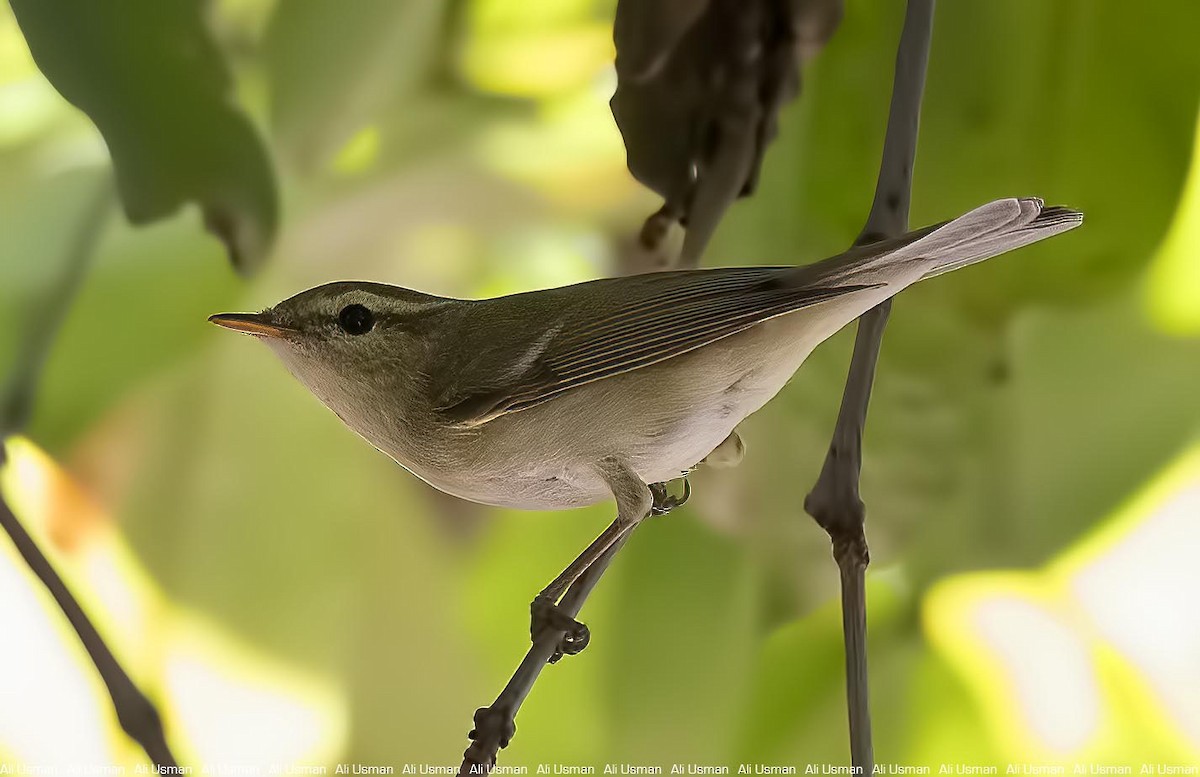 Ногоовор дууч шувуу - ML329684891