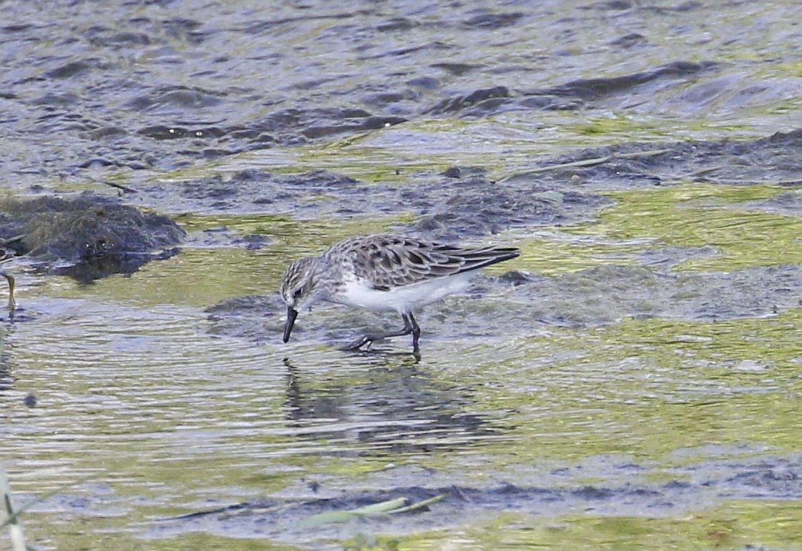 Semipalmated Sandpiper - ML329685451