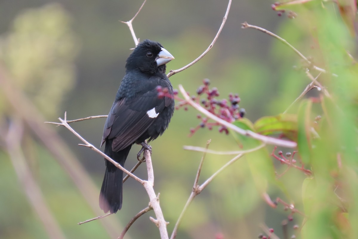 Large-billed Seed-Finch - ML329686981