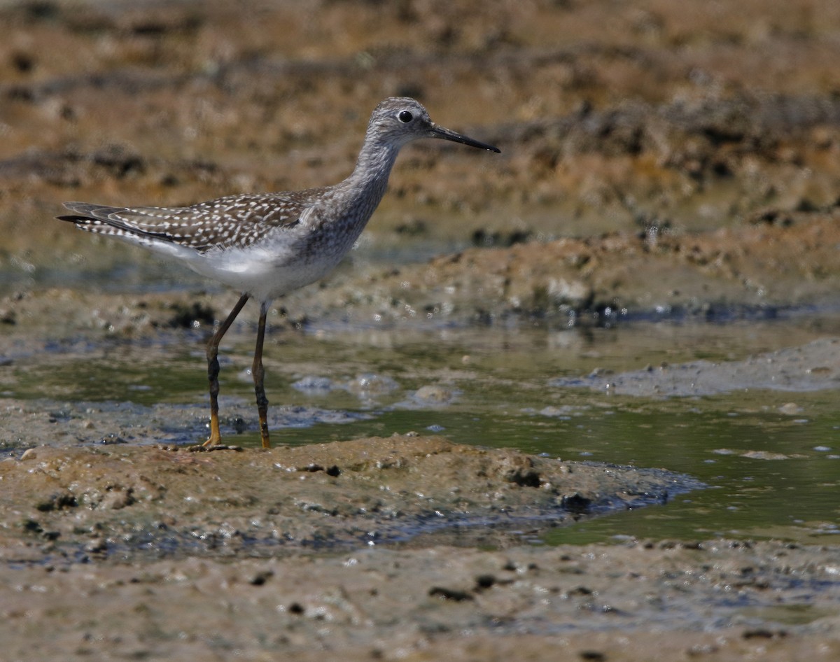 Lesser Yellowlegs - ML32968991