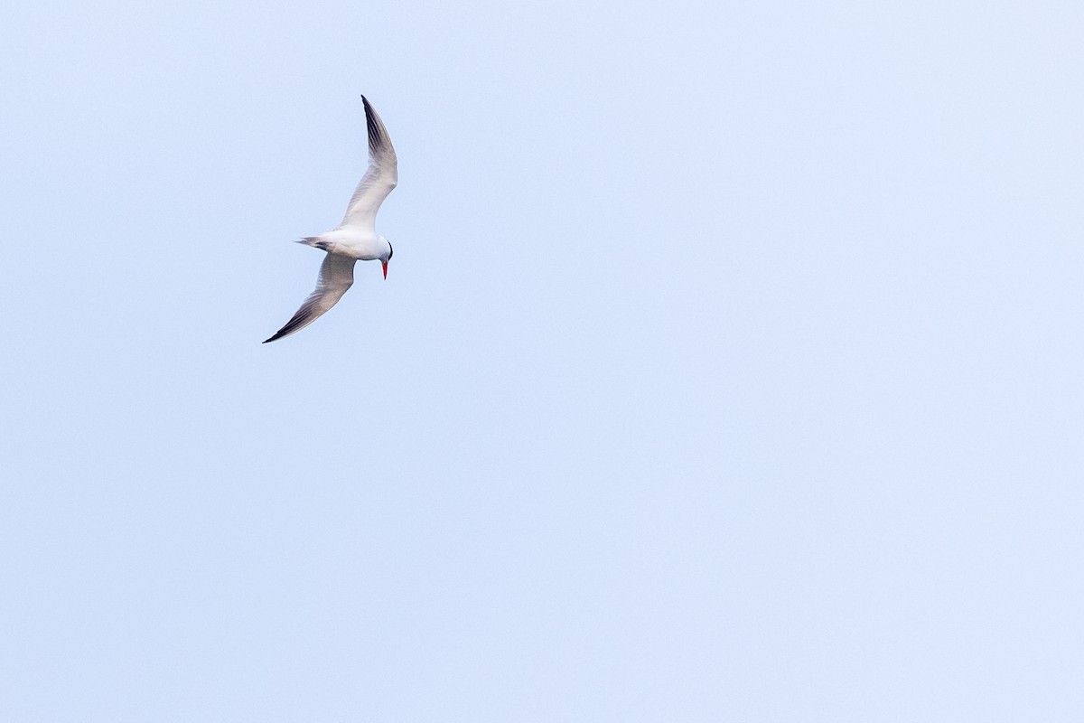 Caspian Tern - Brad Imhoff