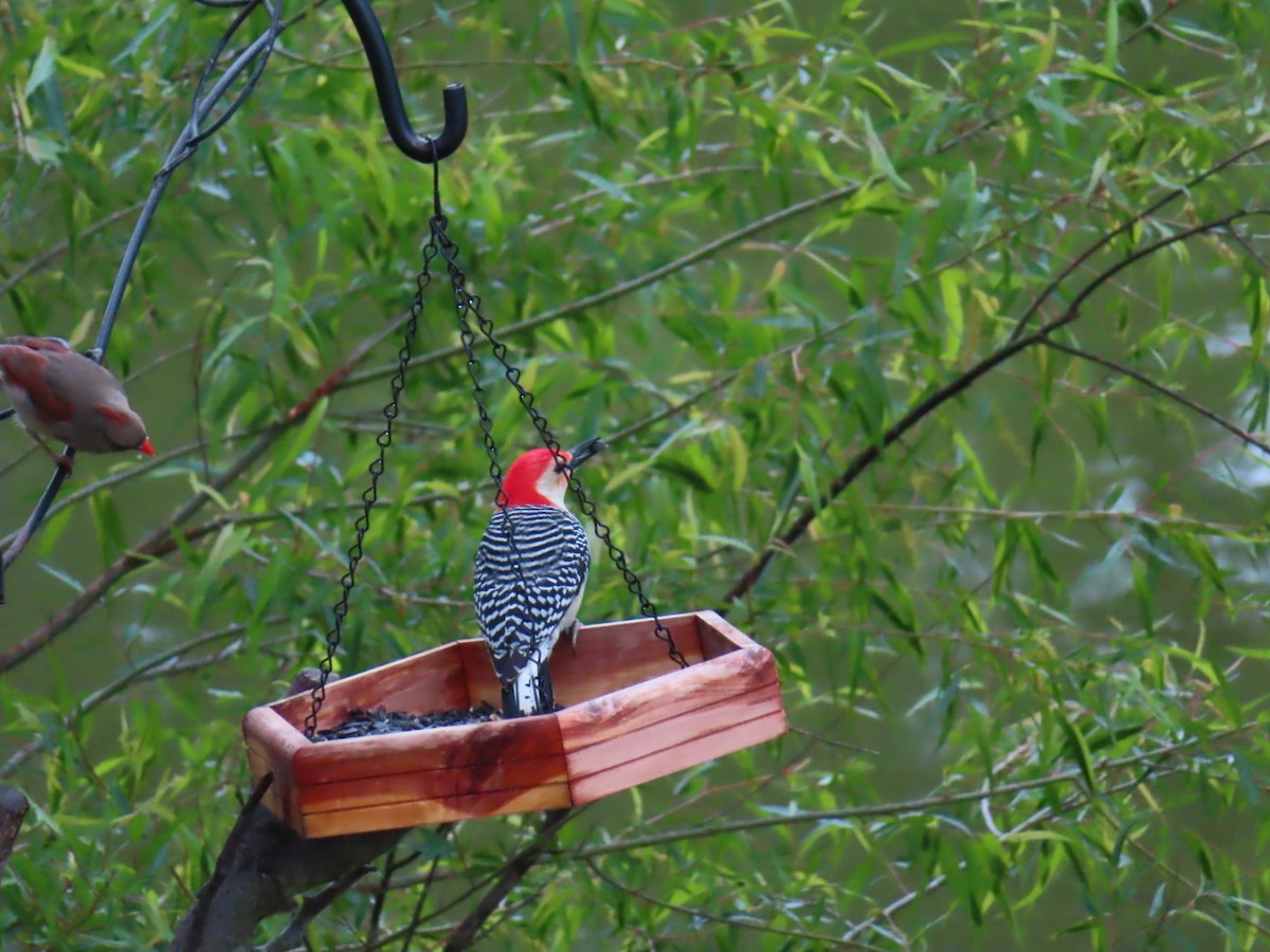 Red-bellied Woodpecker - Fran Loyd