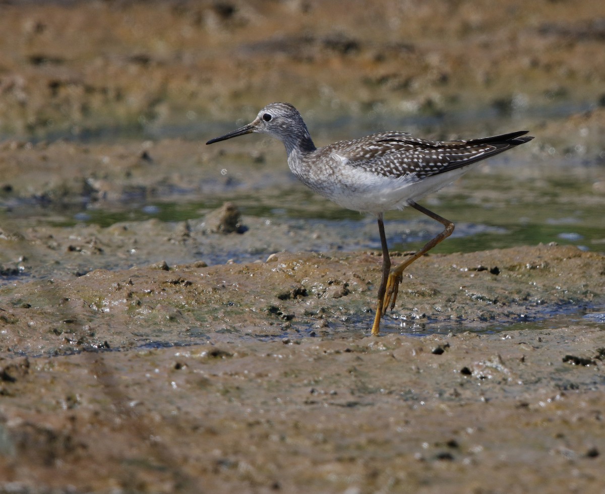 Lesser Yellowlegs - ML32969111