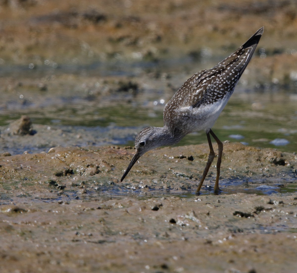 Lesser Yellowlegs - ML32969151