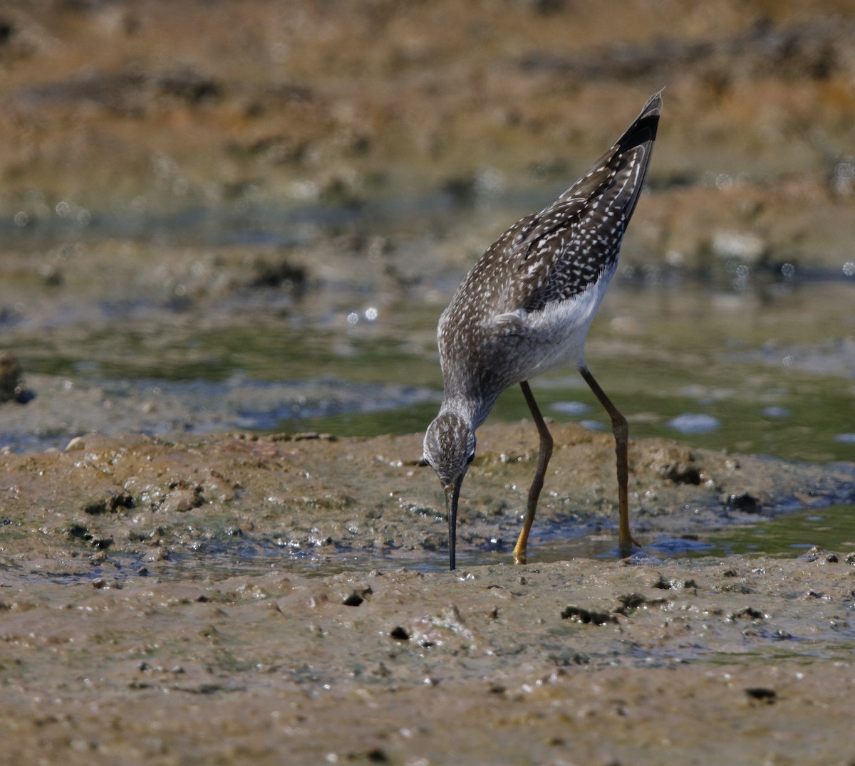 Lesser Yellowlegs - ML32969161