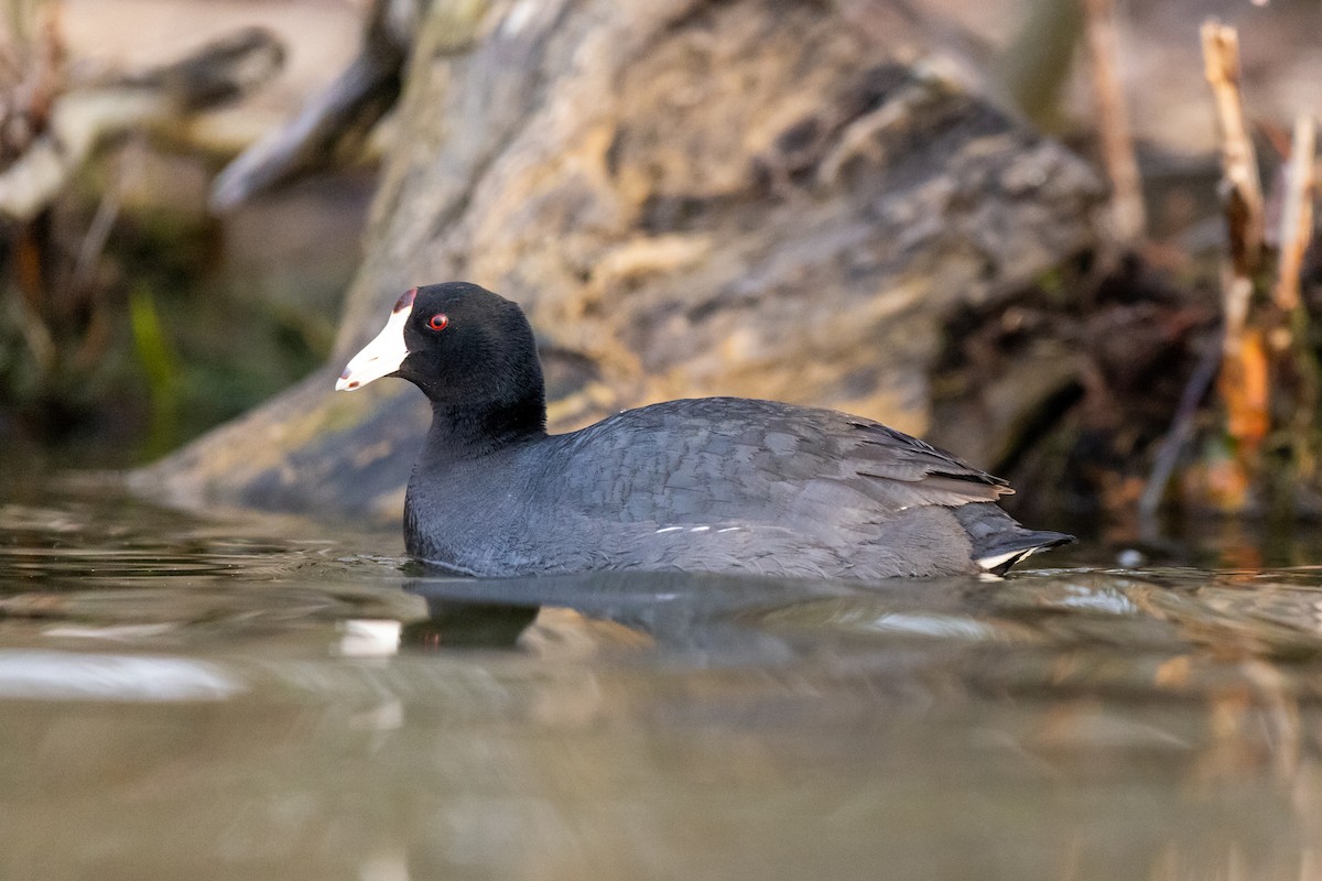 American Coot - Brad Imhoff