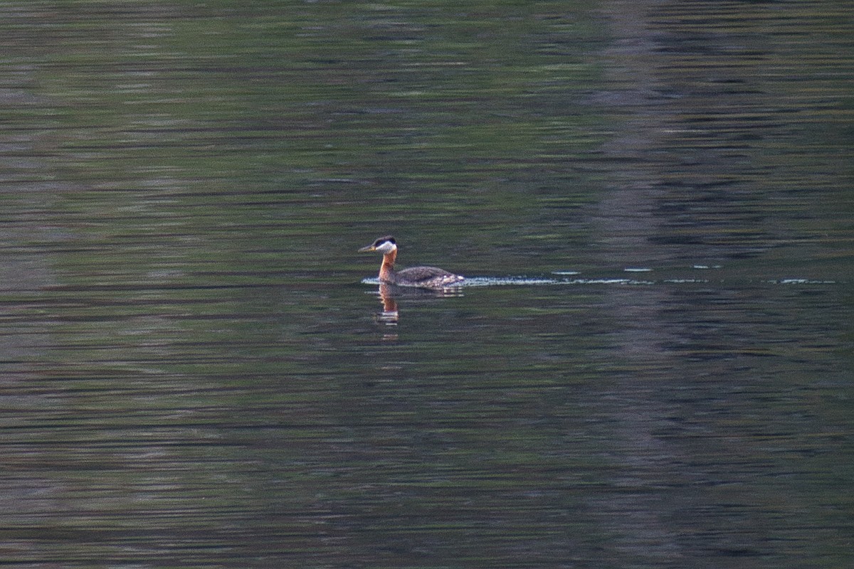 Red-necked Grebe - ML329696481