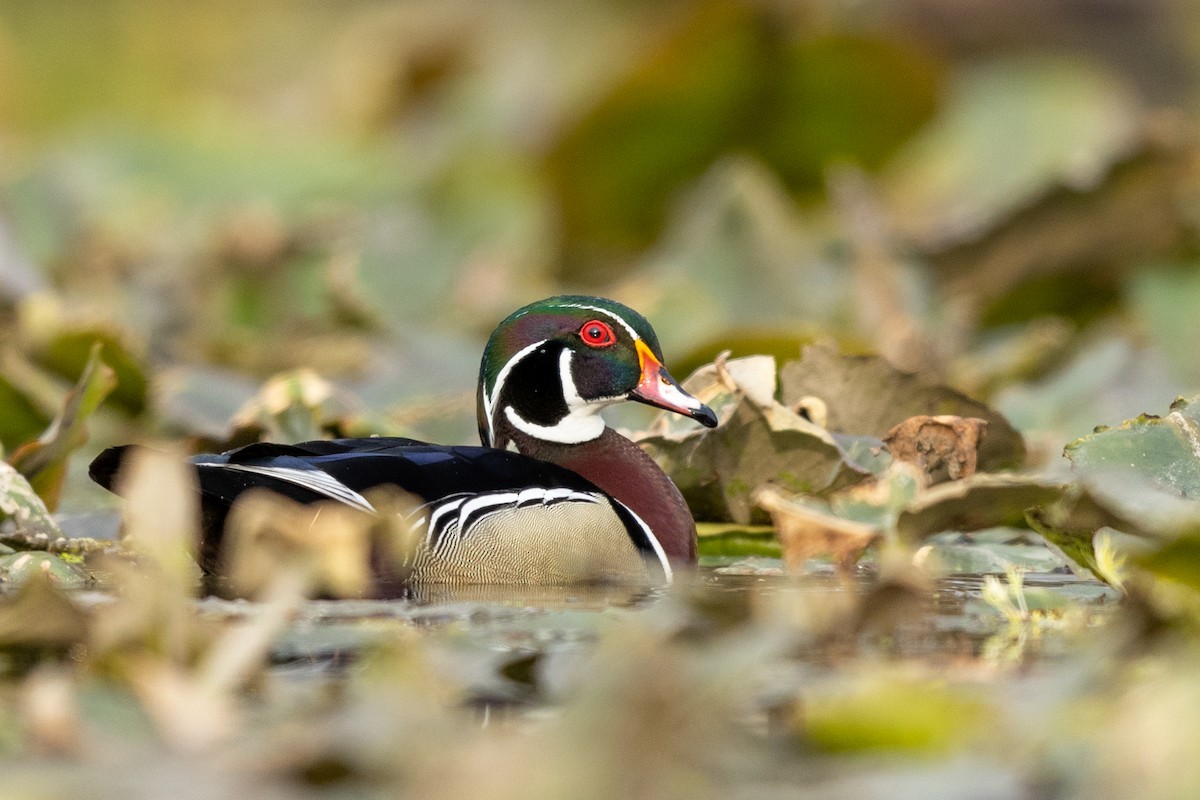 Wood Duck - ML329696881