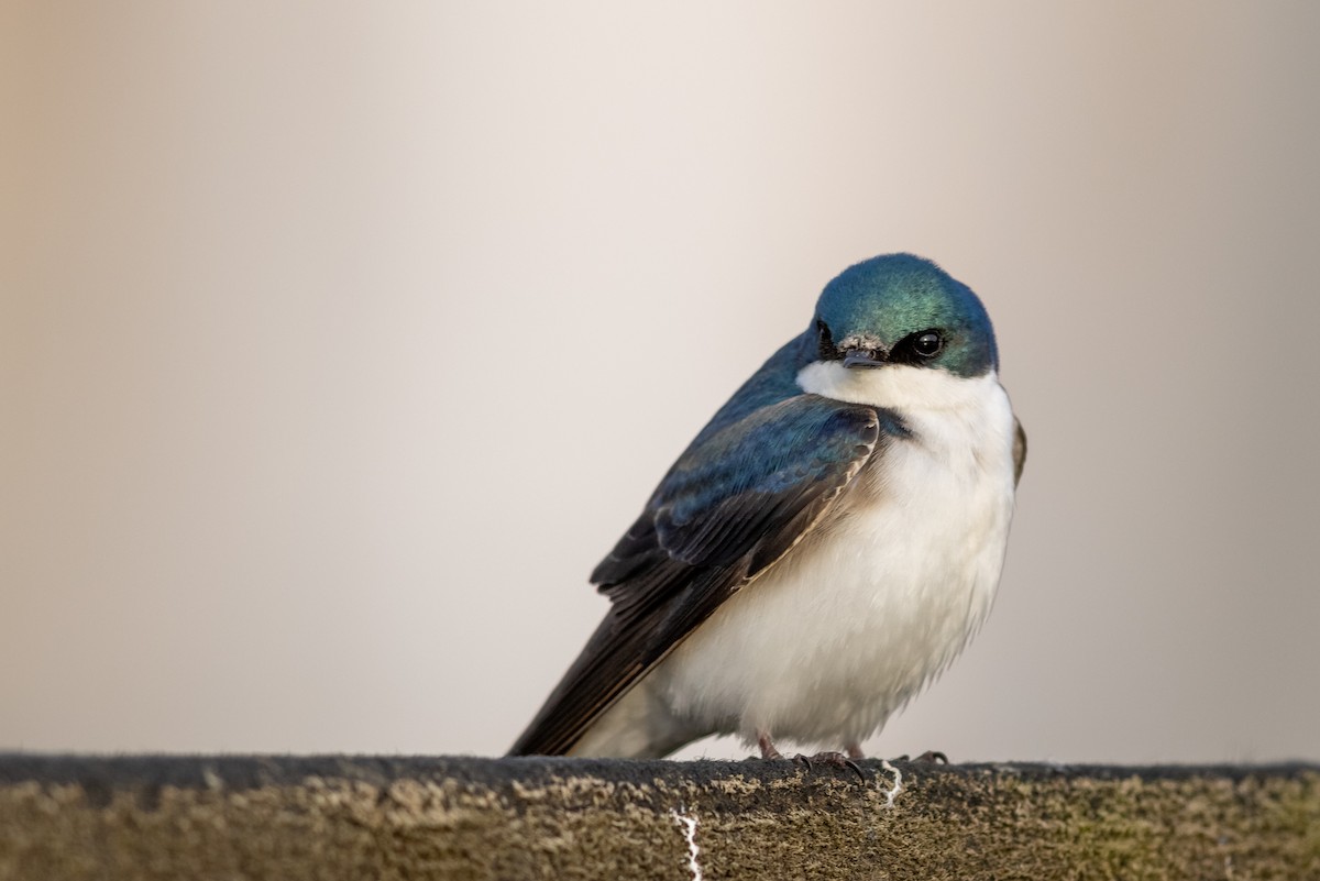 Golondrina Bicolor - ML329696891